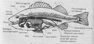 Hai Gas Sistem  Pernapasan  Ikan 