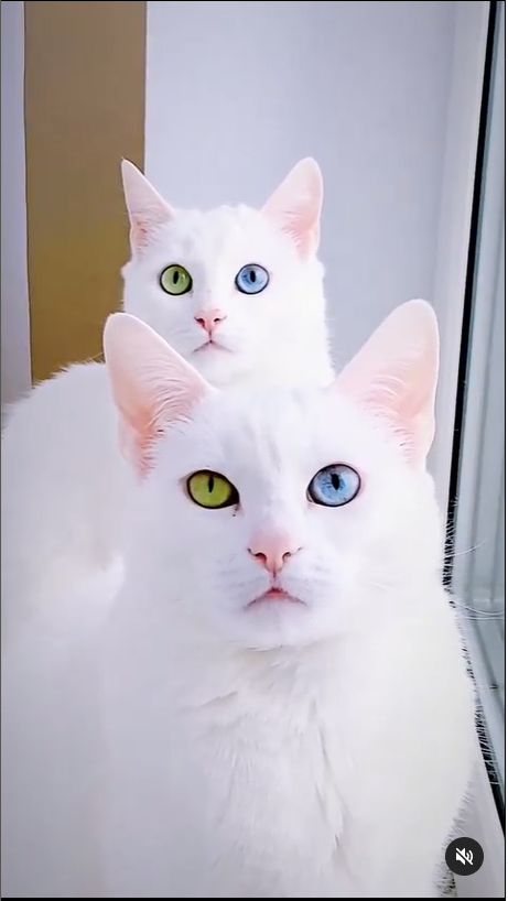 Iriss and Abyss, the The Most Beautiful Twin Cats In The World