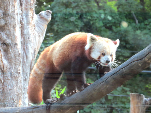 Red Panda