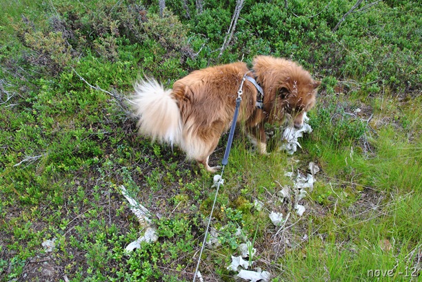 Turufjell 011