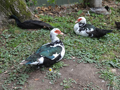 2023.09.17-061 canards