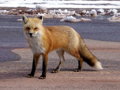  He came right over to the middle of the road. I’m glad there was no other traffic.