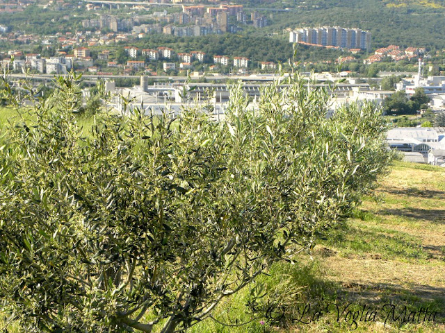 l'uliveto di Gioacchino Fiorosso a Trieste