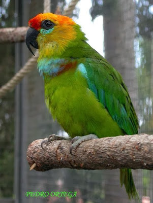 Large fig parrot