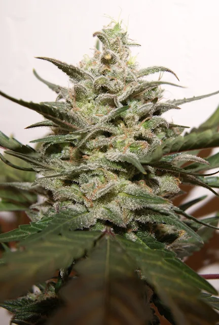 Platinum OG Kush Marijuana Plant