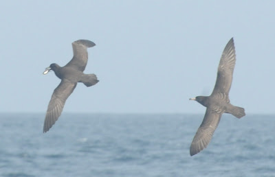 Parkinson's Petrel (Procellaria parkinsoni) and Flesh-footed Shearwater (Puffinus carneipes)