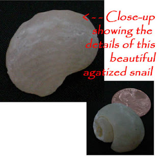 Agatized Fossil Shell found by Local resident Frank L.