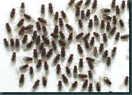 fruitfly mob