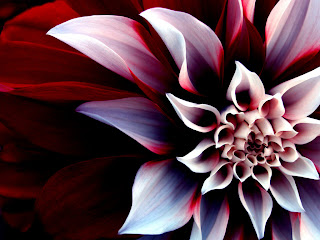 Beautiful Enigmatic Flower iPhone Wallpapers