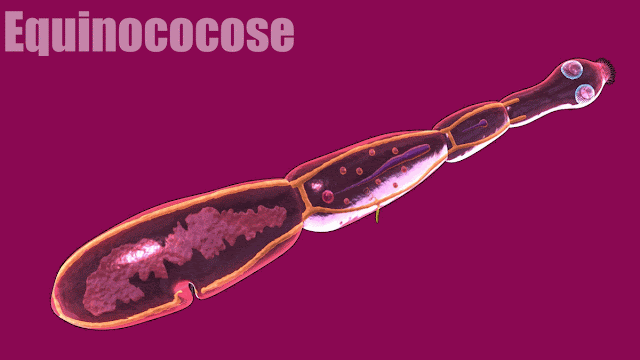 Equinococose