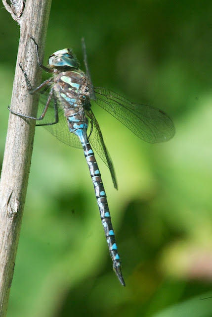 Canada Darner (Aeshna canadensis)