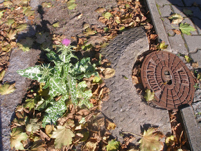 Distel auf der Straße, neben Hydrant