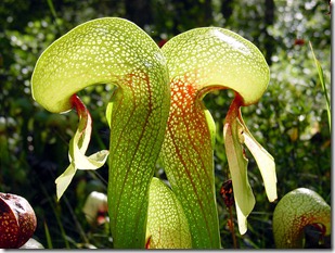 Darlingtonia_californica_ne1