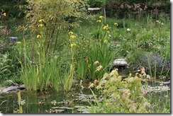 bog-irises