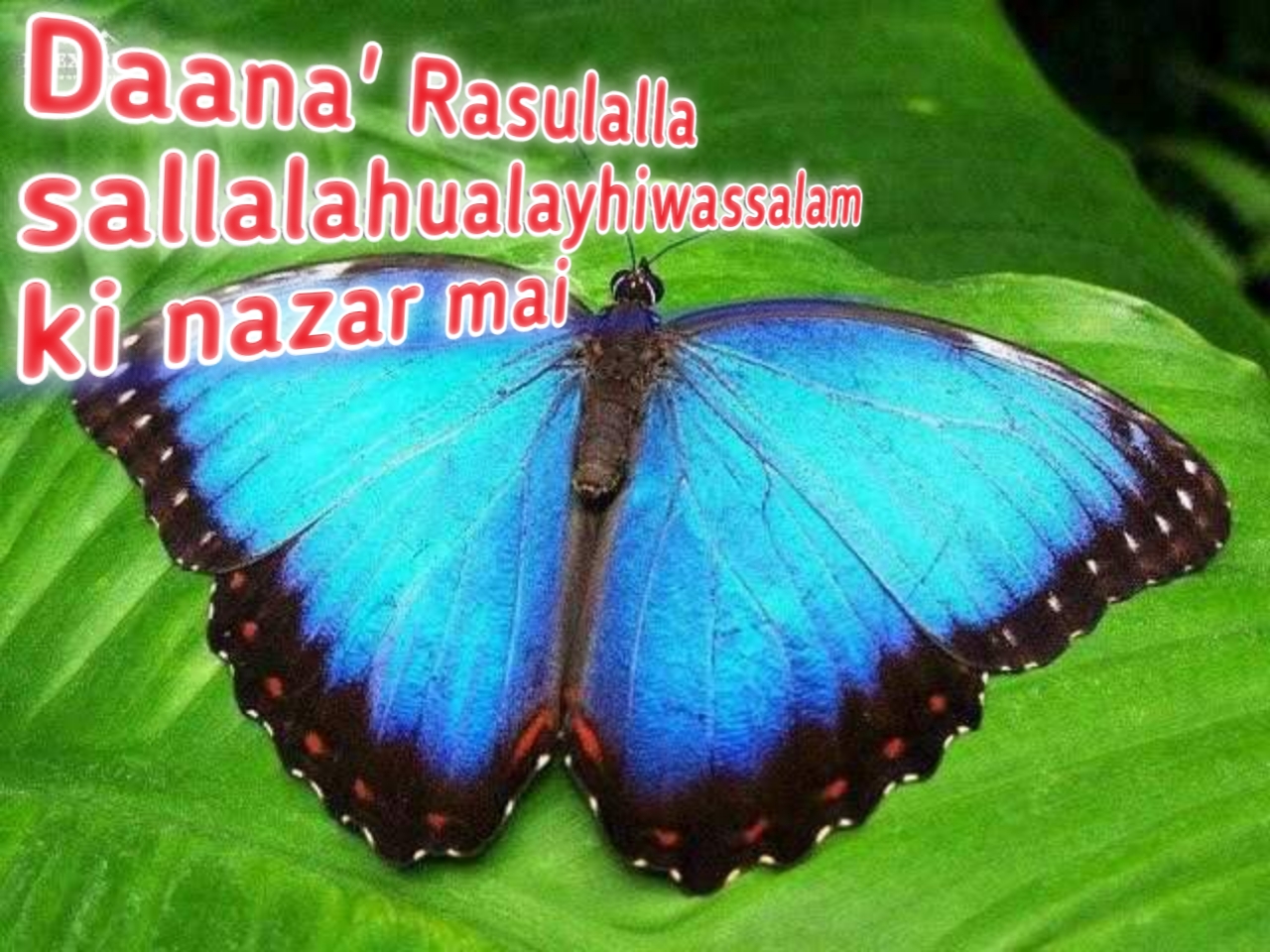 Welcome to Daana' Rasulalla sallalahualayhiwassalam ki nazar mai