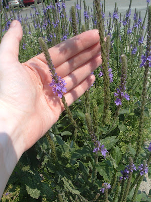 [Photo: close-up of Verbena stricta bloom.]