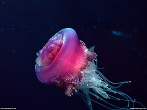 Underwater Creature | nature desktop wallpapers Images Photos