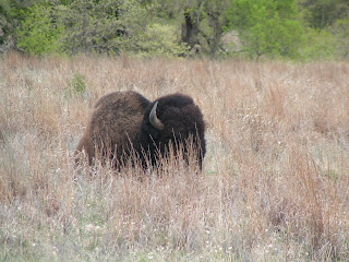 Wild Bison grazing in Wichita Mountains Wildlife Refuge