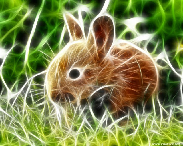 Fractal Rabbit