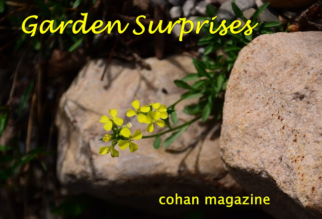 Erysimum, Wallflower, rock garden, seed grown