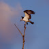 Dancing Osprey on a Snag @ Viera Wetlands