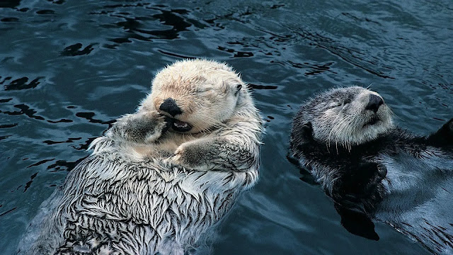 Sea Otters