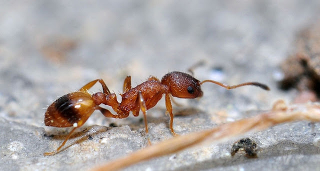 Ants Don’t Make Decisions on the Move