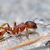 Ants Don’t Make Decisions on the Move