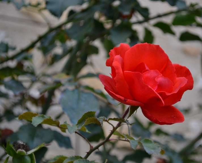  Cara  Menanam dan Merawat  Bunga  Mawar  Merah