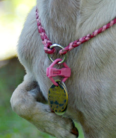 non-metal dog tag holder