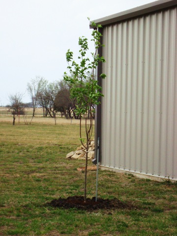 blossoms and barn 013