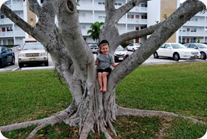 seantree