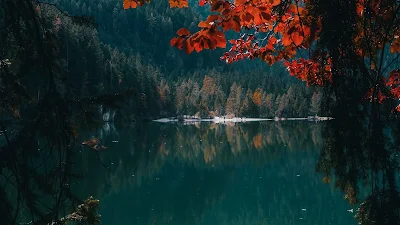 Nature, Lake, Forest, Trees, Branches