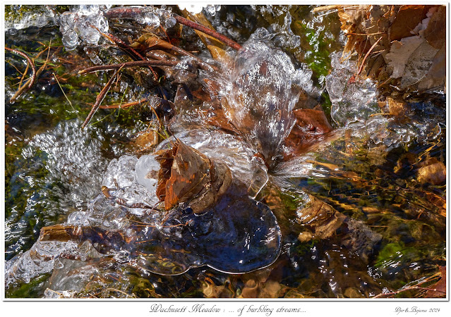 Wachusett Meadow: ... of burbling streams...