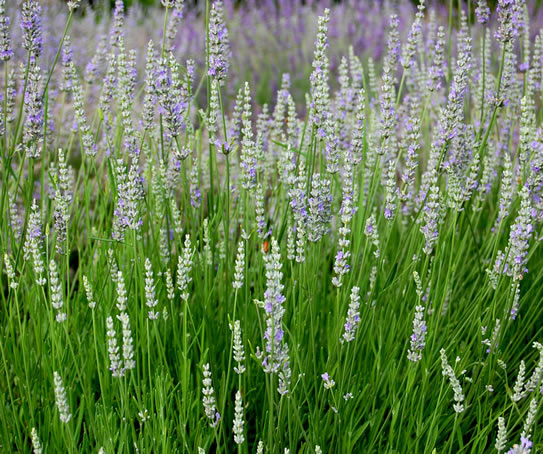 Grass flowers - lavender