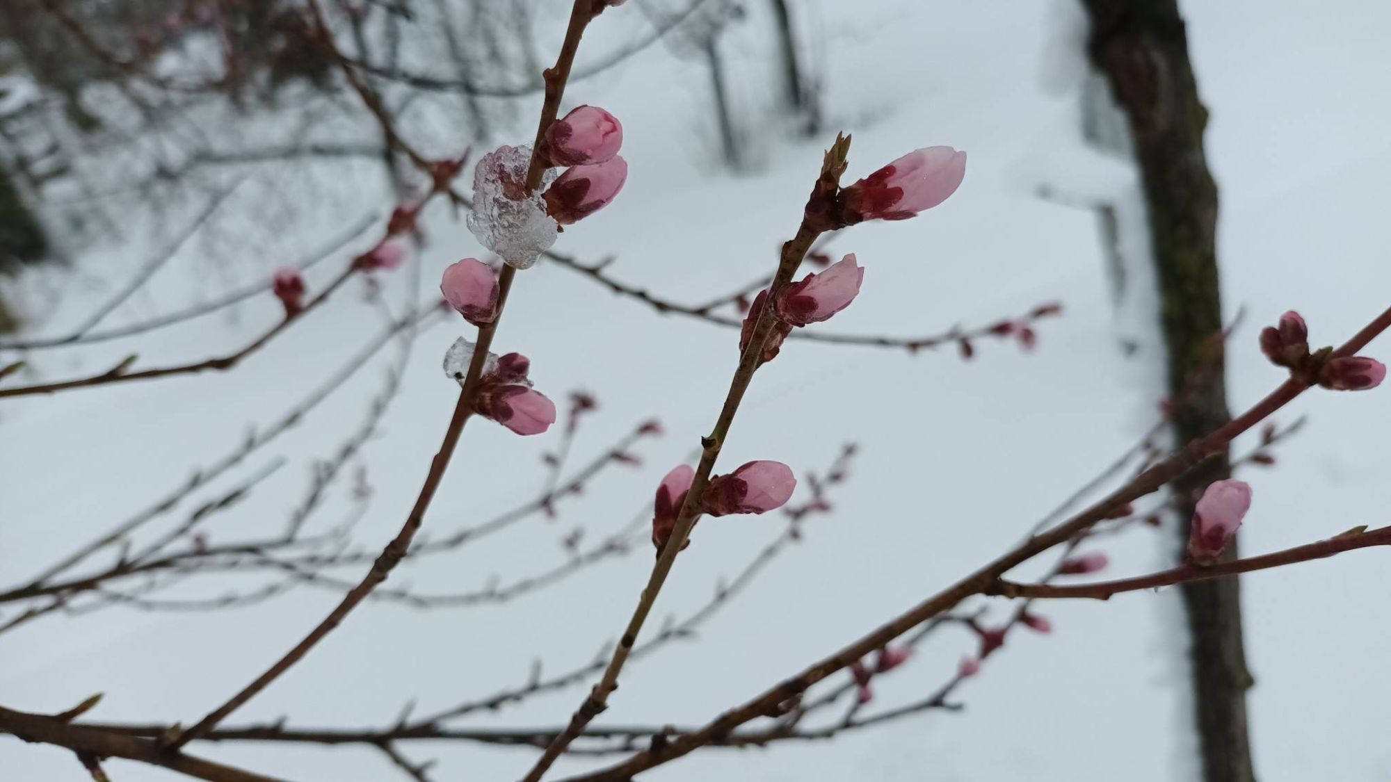 Ninsoare în aprilie