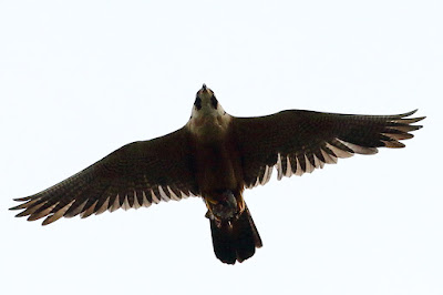 Peregrine Falcon (Shaheen)