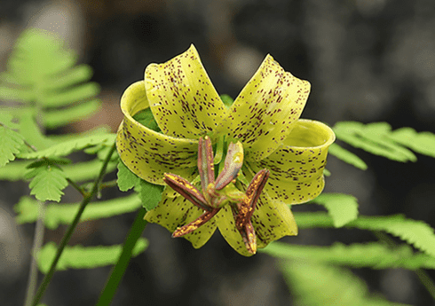 Лилия желтоватая разновидность ярко-жёлтая (Lilium xanthellum var. luteum)