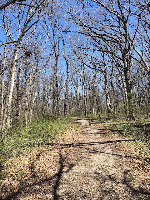 Sitting atop of a glacial moraine, some of the trails at  Hampshire Woods Forest Preserve have gentle rolls.