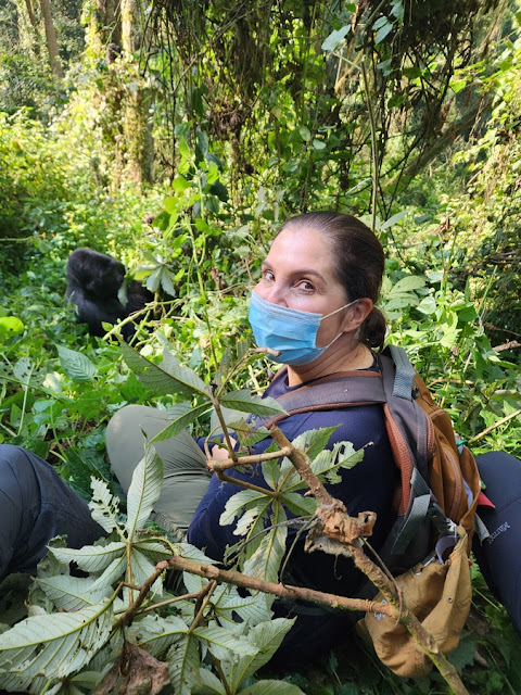 gorilas_montanhas_uganda_bwindi