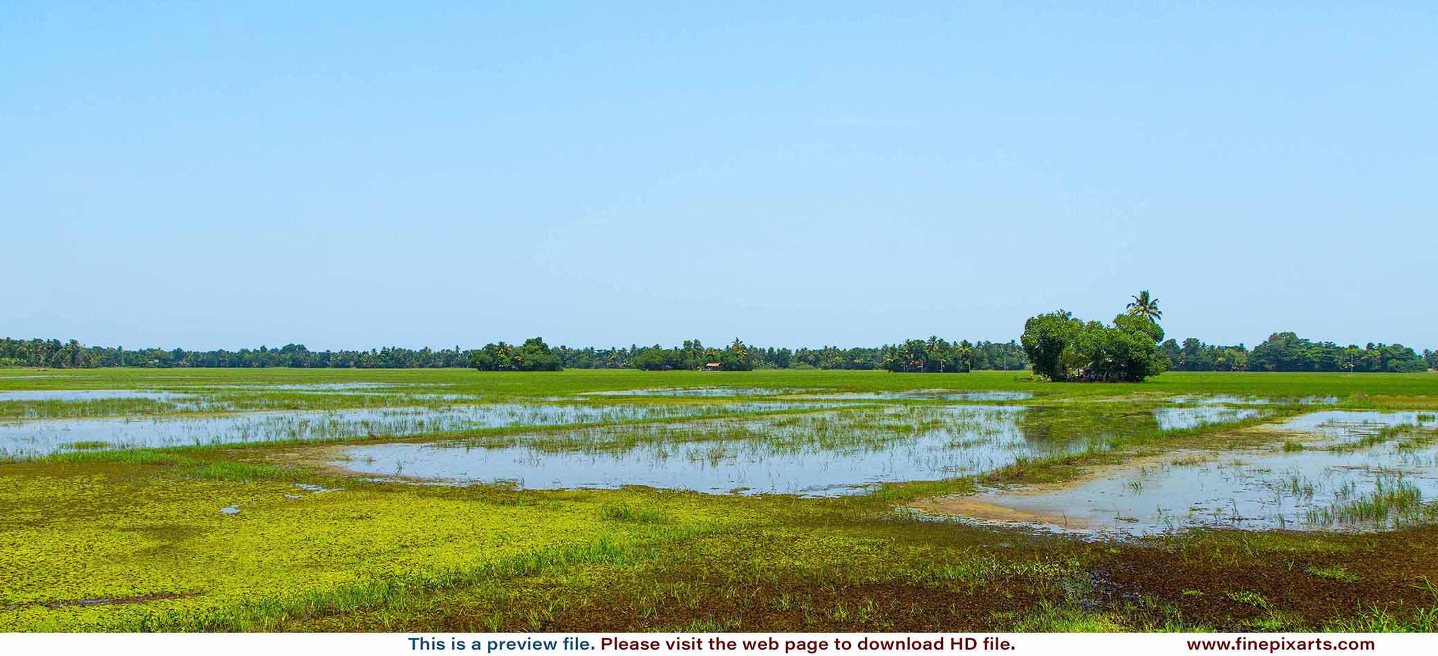 Paddy field 00002