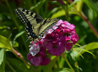 Schmetterling, mariposa, butterfly, fluture, papillon, бабочка, con bướm, motýl, fjäril, kupu-kupu, féileacán, farfalla, Leptir, drugelis, пеперутка, motyl, 