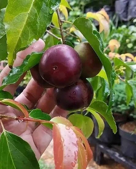 bibit plum manila ribuan stok Jawa Timur