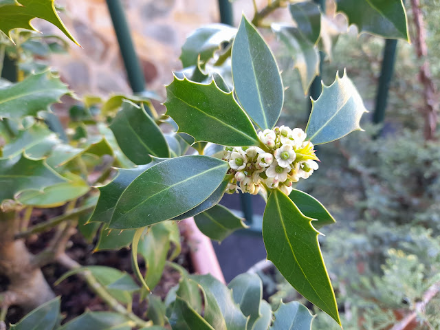 Acebo "Alaska" (Ilex aquifolium "Alaska"). Floración.