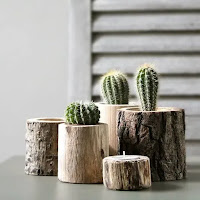 Mini Cactus para Decorar la Casa