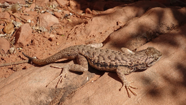 Fence lizard (haagleguaan), Arches NP