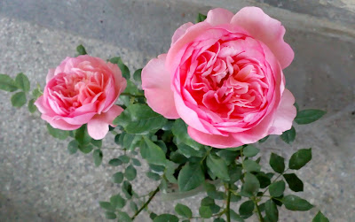 david asutin boscobel rose old bloom - pink with golden petals