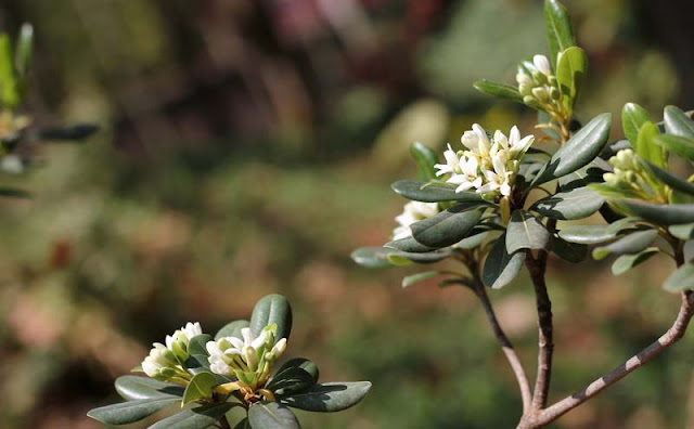 Pittosporum Tobira Flowers Pictures