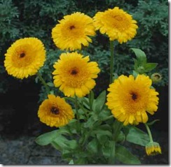 Calendula Kablouna Yellow