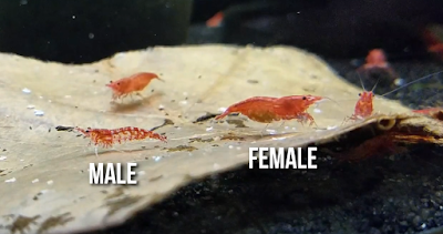 difference between male and female red cherry shrimp